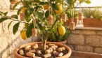 Pourquoi mettre des bouchons de liège sur un citronnier ?