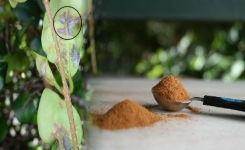 6 raisons incroyables de saupoudrer de la cannelle sur vos plantes d’intérieur