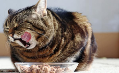 5 Aliments à ne JAMAIS donner à son chat !