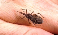 Attention, si vous rencontrez cet insecte; adressez -vous à votre médecin en urgence