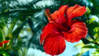 Comment prendre soin d’un hibiscus tout au long de sa floraison ?