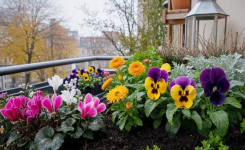 Septembre : semez ces 7 fleurs pour un jardin coloré pendant les mois froids