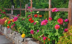 5 excellentes raisons de cultiver des zinnias dans votre jardin