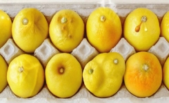 Cette photo de citrons a aidé plusieurs femmes à détecter le cancer du sein. À partager massivement