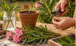 Bouturer un laurier-rose : deux méthodes simples, dans l’eau ou en pot