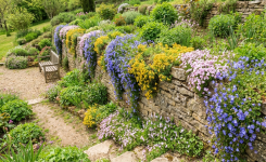 5 plantes en cascade pour habiller un mur avec élégance