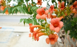 Comment faire fleurir une bignone ? Guide complet pour un mur fleuri