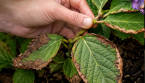 Feuilles d'hortensia brûlées : que faire pour sauver votre plante ?