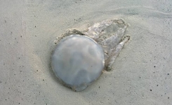 Méduse sur la plage : peut-on la toucher si elle est morte ?