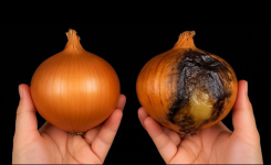 Beaucoup de gens font cette erreur : si vous les rangez à côté, vos oignons pourrissent plus vite