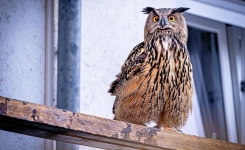 Hibou près de votre maison: signification