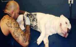 Inadmissible : La nouvelle tendance qui fait rage, le tatouage sur les animaux de compagnie…