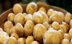 Voici pourquoi vous ne devriez JAMAIS ranger vos pommes de terre au réfrigérateur