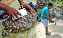 Cet homme sauve des tortues de mer d’une mort certaine !