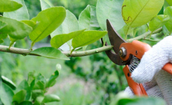 Comment tailler votre citronnier pour obtenir de plus gros citrons