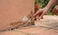 Cette astuce naturelle peut aider à éloigner les fourmis sans insecticide