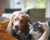 Les personnes qui préfèrent les chats aux chiens se distinguent souvent par ces 3 qualités, selon la science