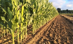 🌽 La culture du maïs : 7 étapes clés pour réussir