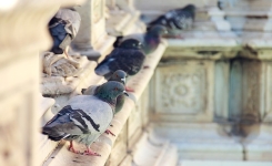 5 astuces pour repousser les pigeons du balcon et des fenêtres