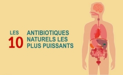 Les 10 antibiotiques naturels les plus puissants connus de l’humanité
