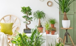 4 Plantes qui poussent dans votre jardin SANS EAU 