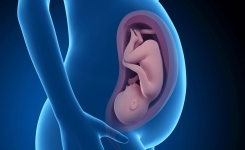 Une vidéo résume les 9 mois de vie d'un fœtus en quelques minutes