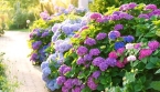 Canicule de juillet et août : comment protéger ses hortensias des fortes chaleurs ?