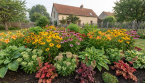 9 vivaces qui se multiplient facilement au jardin