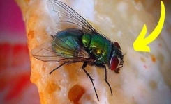 Faut-il jeter la nourriture sur laquelle une mouche s'est posée ?