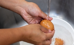 Pourquoi ne faut-il pas laver les œufs avant de les conserver ?