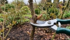 Que faut-il tailler au jardin avant la fin du mois d’août ?