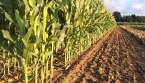🌽 La culture du maïs : 7 étapes clés pour réussir