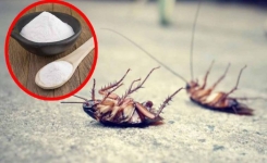Découvrez comment le bicarbonate de soude vous débarrasse-t-il des insectes dans la maison 