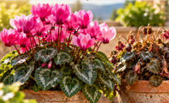 Pourquoi vos cyclamens ne refleurissent-ils pas ? Le détail que beaucoup oublient