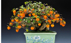 Comment faire pousser les kakis en pot à partir d'un noyau ?