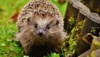 Pourquoi le hérisson est l'un des meilleurs alliés naturels du jardin