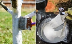 Pourquoi chauler ses arbres fruitiers au printemps peut faire toute la différence