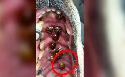 Un vétérinaire lance un avertissement à tous les propriétaires de chiens : Vérifiez immédiatement l’intérieur de leur bouche