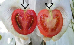  Voici comment identifier les Tomates génétiquement modifiées en 2 étapes…Important à savoir