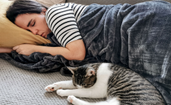 Pourquoi certains chats dorment dans le lit de leur humain