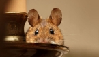 Comment éloigner les souris et les rats de la maison naturellement ?