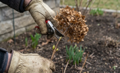 Hortensias : ce geste de février que les jardiniers négligent et qui peut ruiner la floraison du printemps