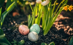  Pourquoi faut-il planter un œuf cru dans vos pots de fleurs