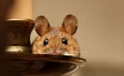 Comment éloigner les souris et les rats de la maison naturellement ?