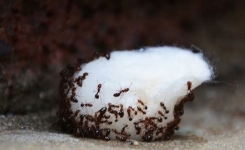 Elle extermine toutes les fourmis en trempant cette boule de coton dans ÇA. Il fallait y penser !