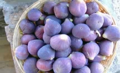 La figue, un petit fruit gorgé d’antioxydants