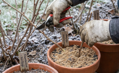 Framboisier : le geste utile à faire avant la mi-mars pour améliorer la récolte