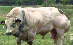 Cette vache est élevée pour obtenir plus de viande !