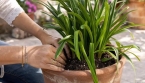 Pourquoi les agapanthes refusent de fleurir ?
