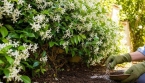 Fond de jardin : cette plante grimpante persistante crée un écran fleuri élégant avec très peu d’entretien